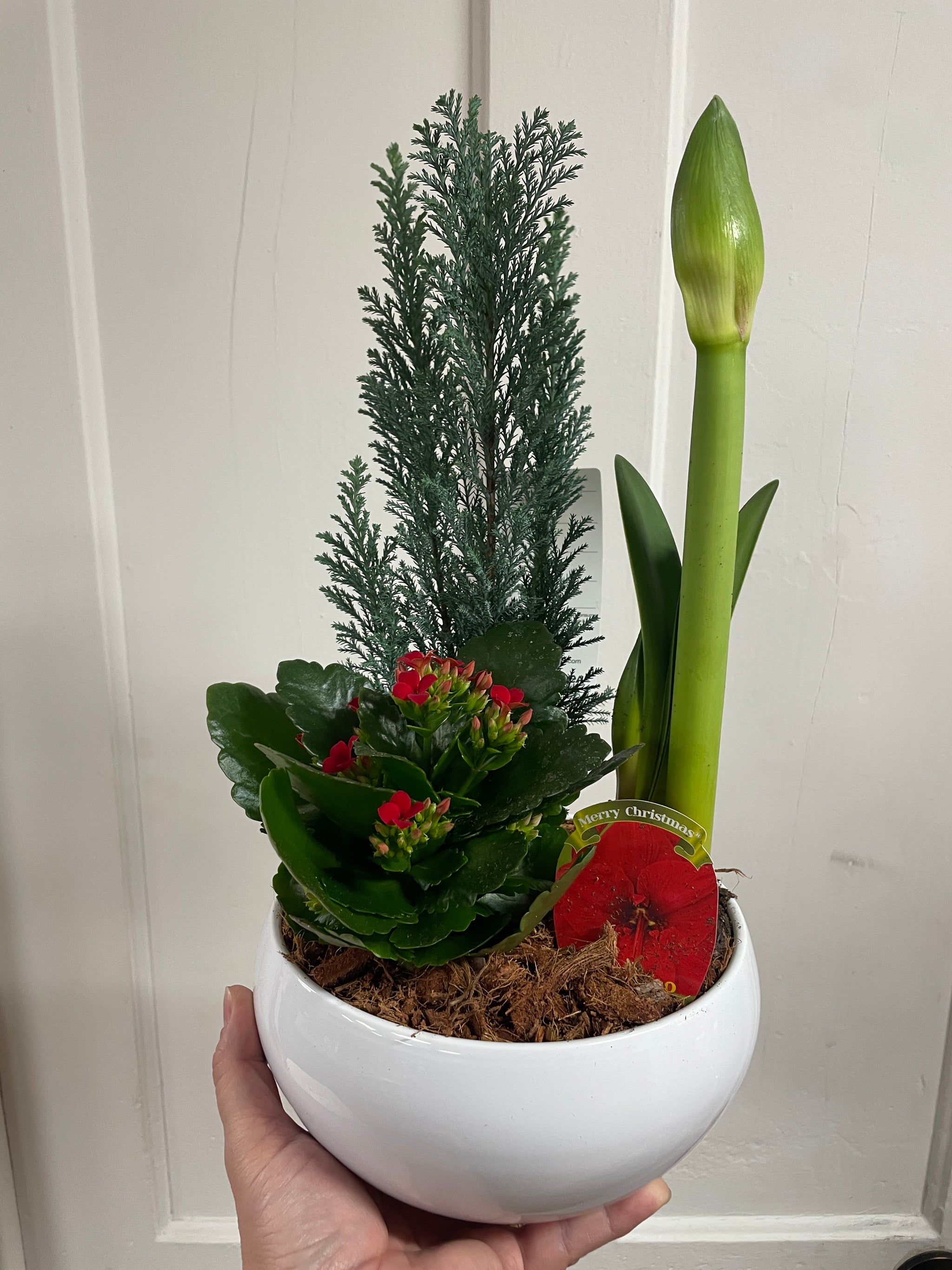 Amarylis Winter Planter