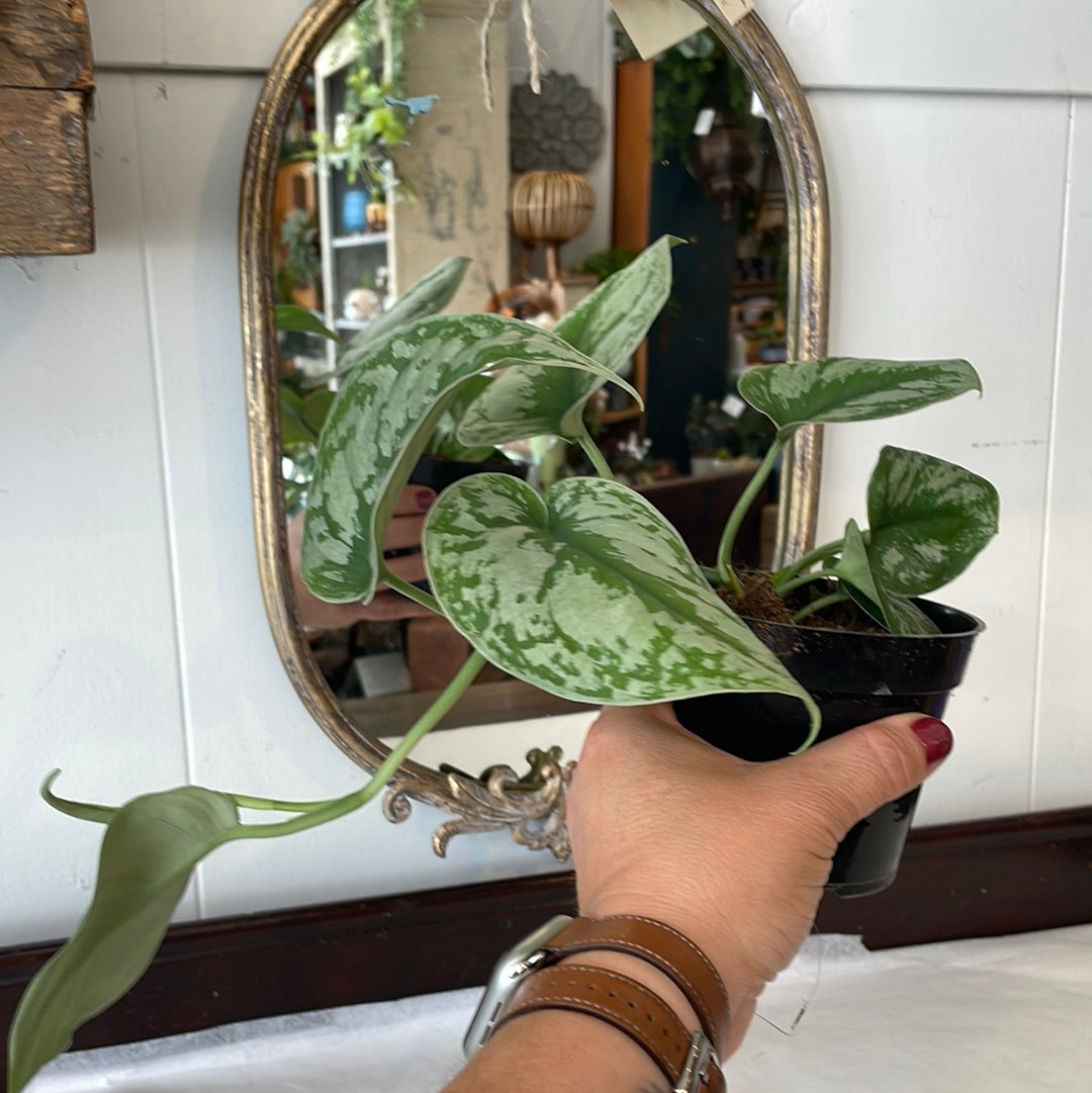 is scindapsus a philodendron Philodendron Pictus Silver Satin (Scindapsus)