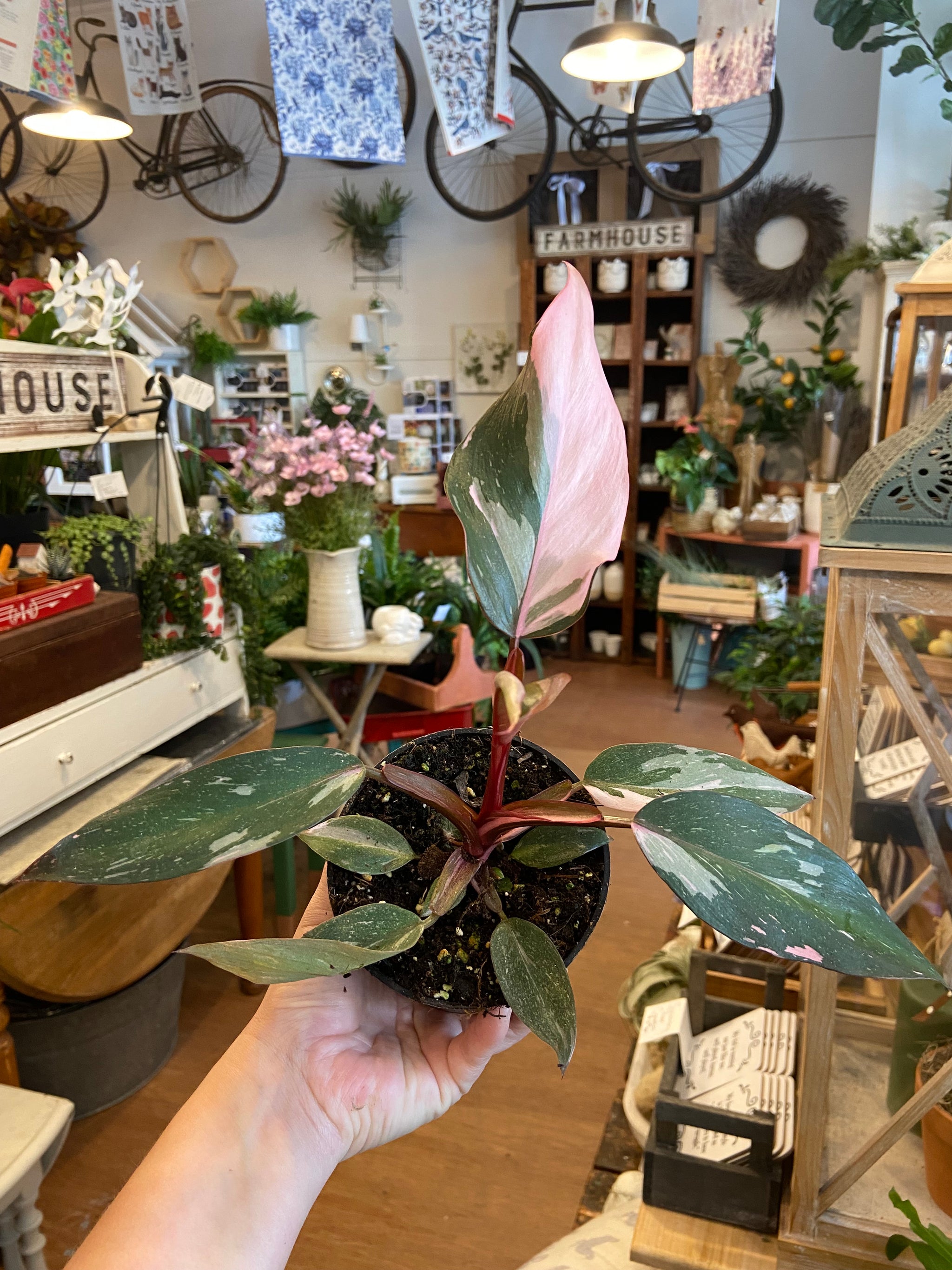 Philodendron pink princess 4’’