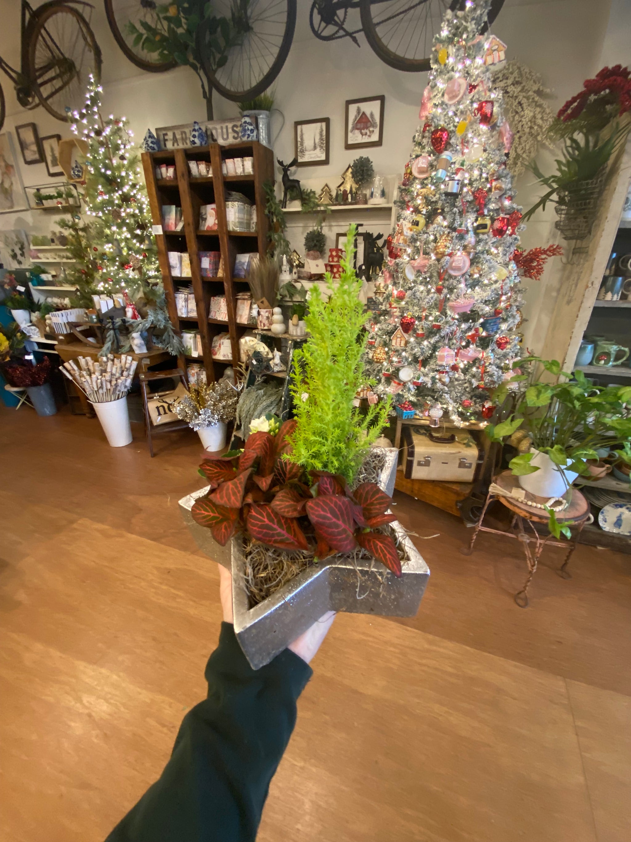 Star tropical Planter