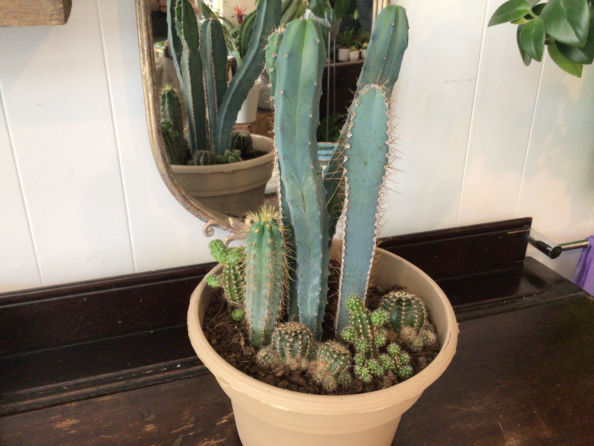 Our cacti are grown right here in Ontario from small greenhouse farms in the Niagara region.

Nicely planted into a growers pot. This planter would suit an office or home.

We are unable to pick plants for same-day pick-up or delivery.