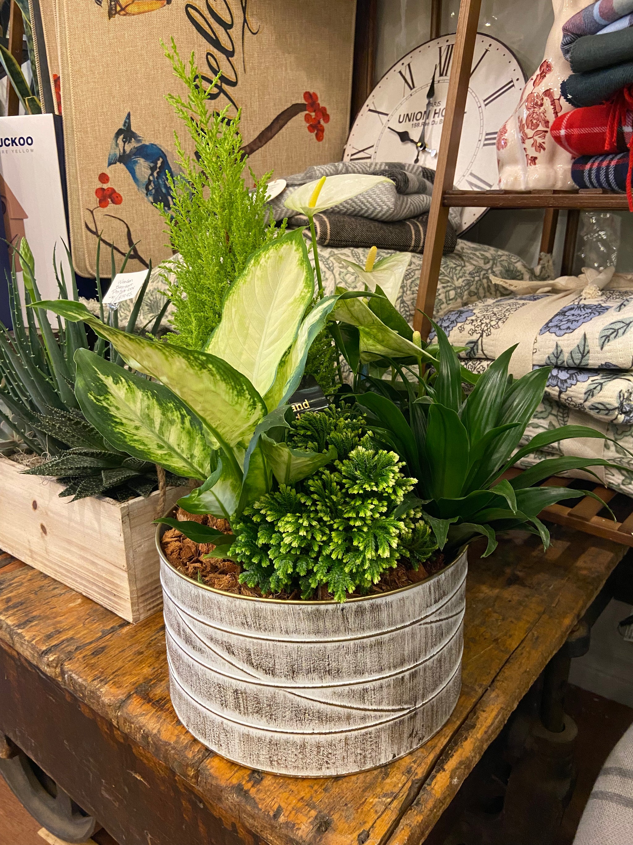 Gold edge tin planter