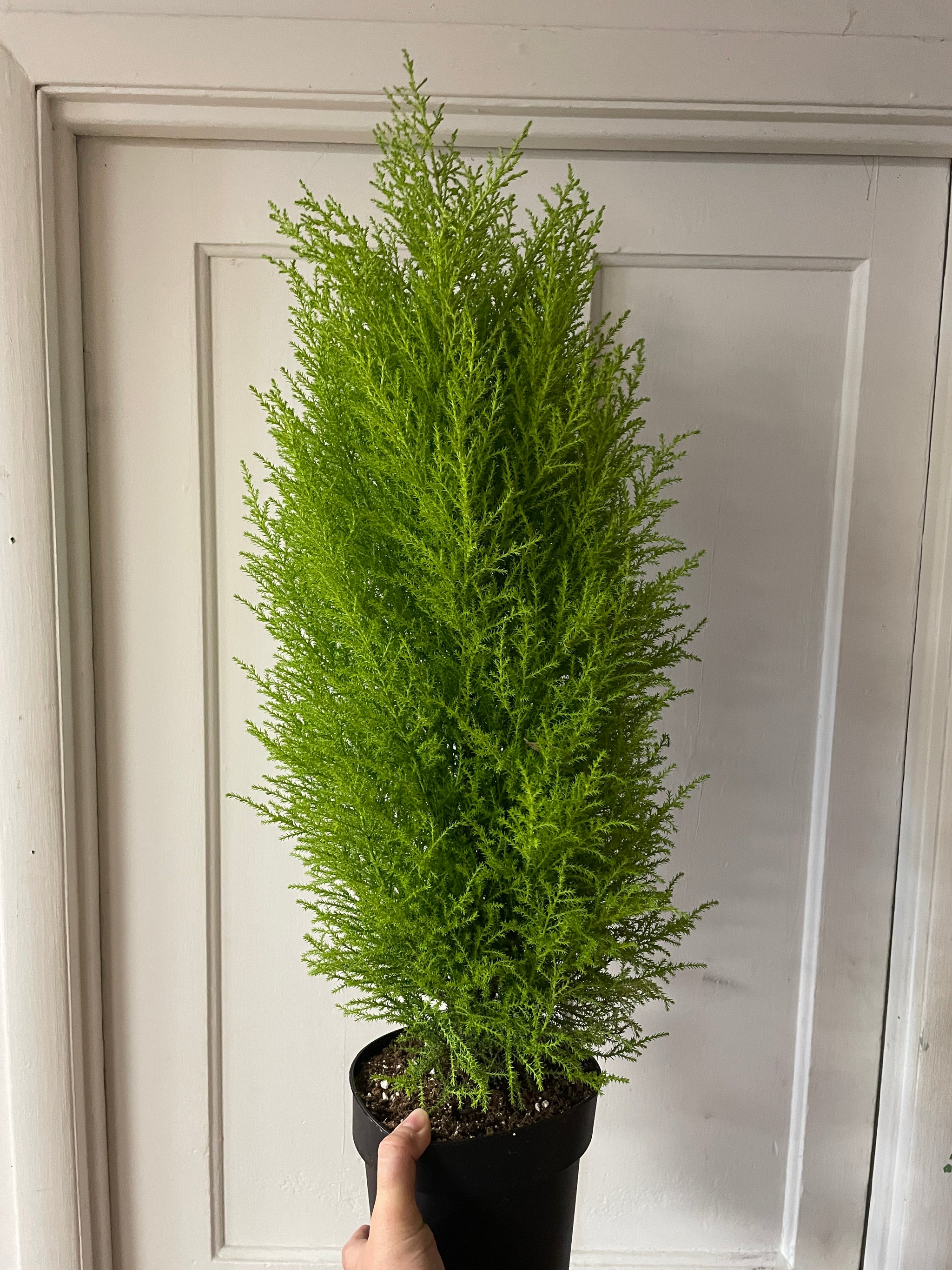 Lemon Cypress - 7”