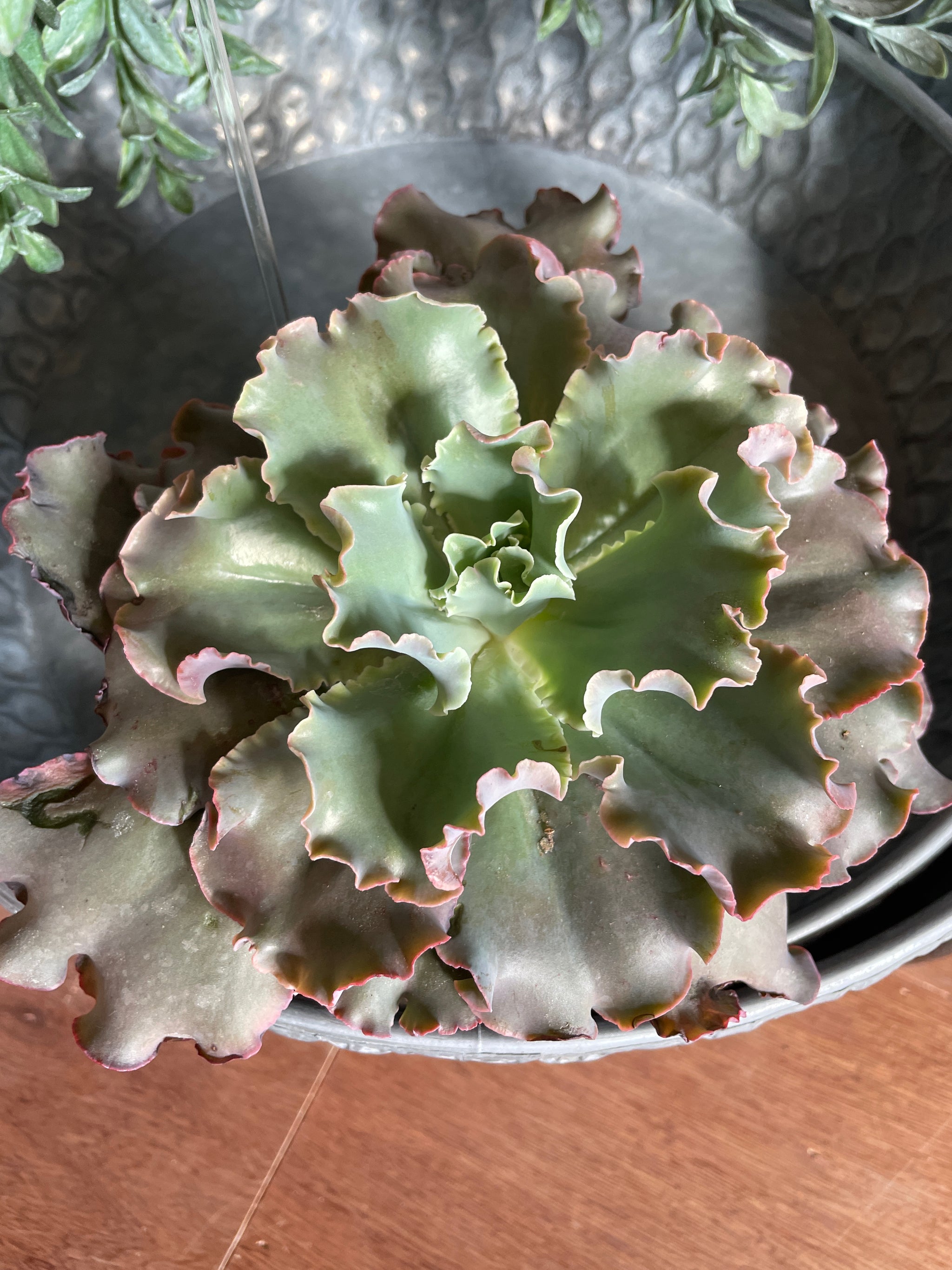 Echeveria Pink Frills