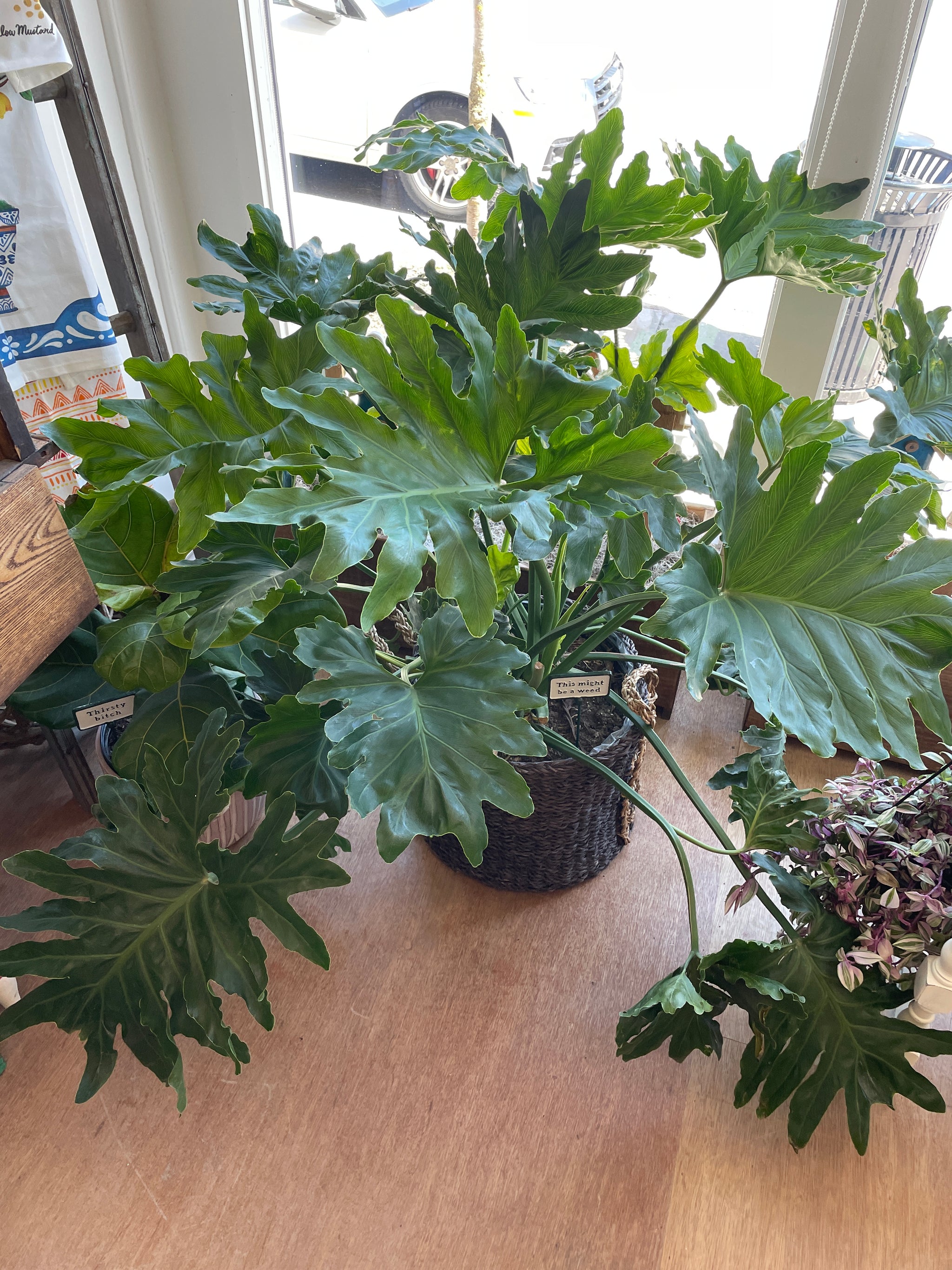 philodendron hope flower Philodendron Hope Selloum