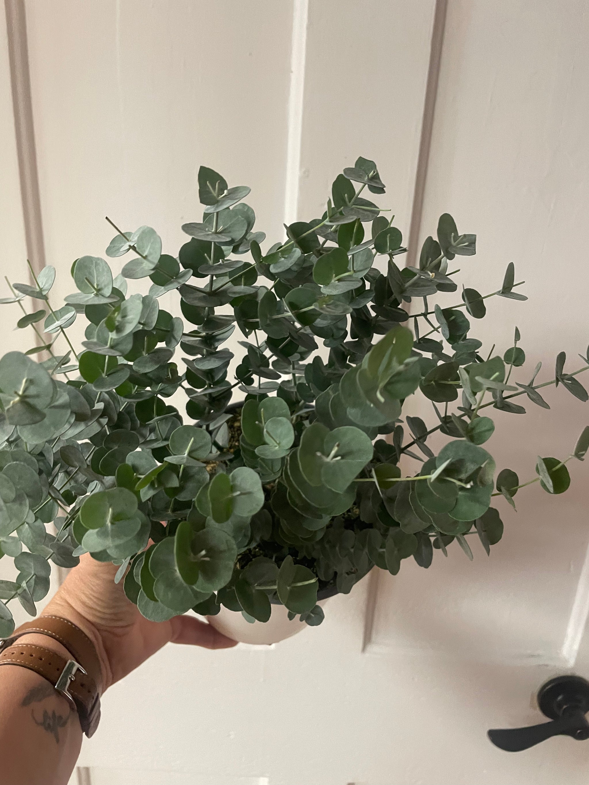 Eucalyptus Plant 6”