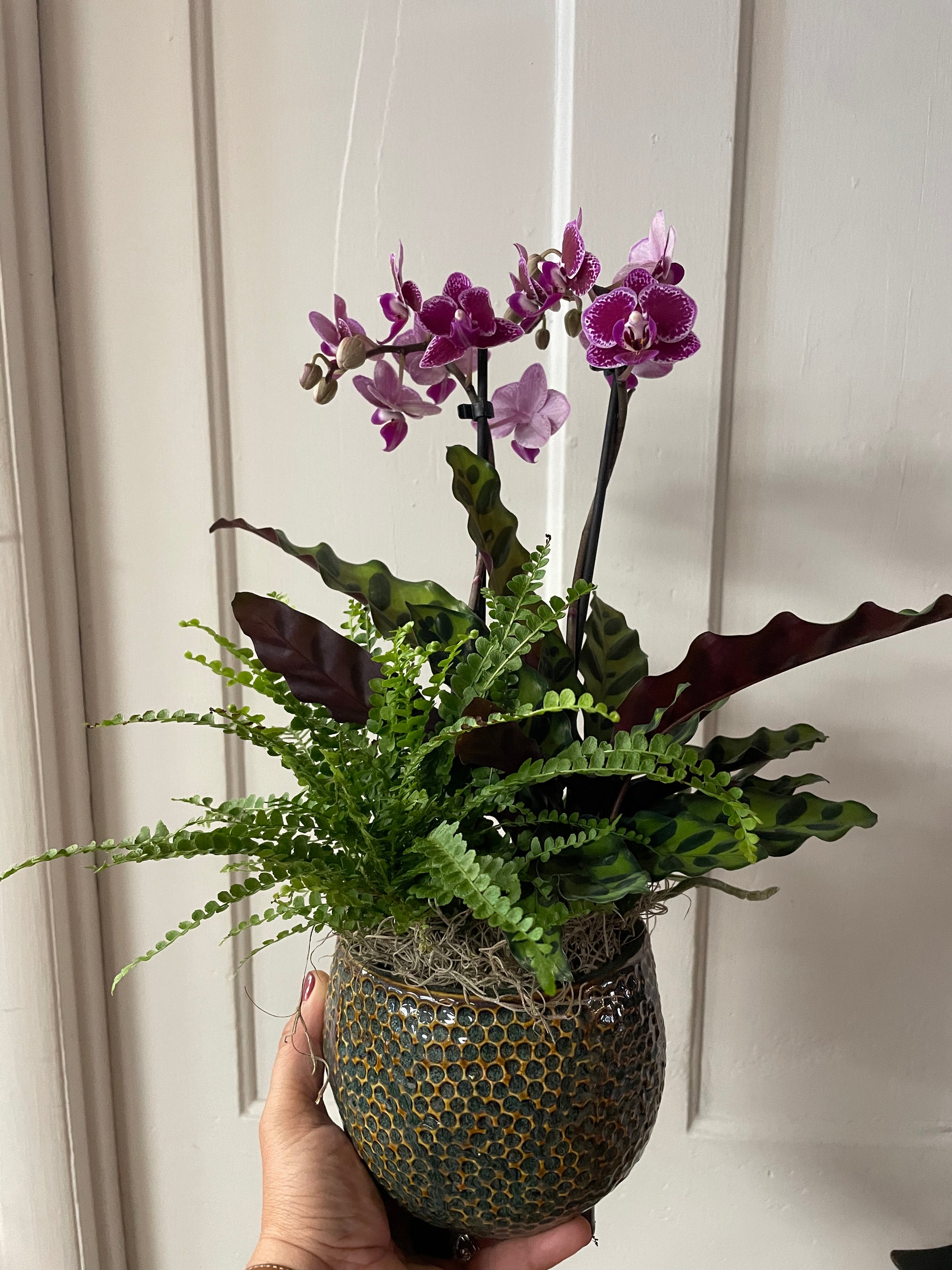 Nina Orchid Planter