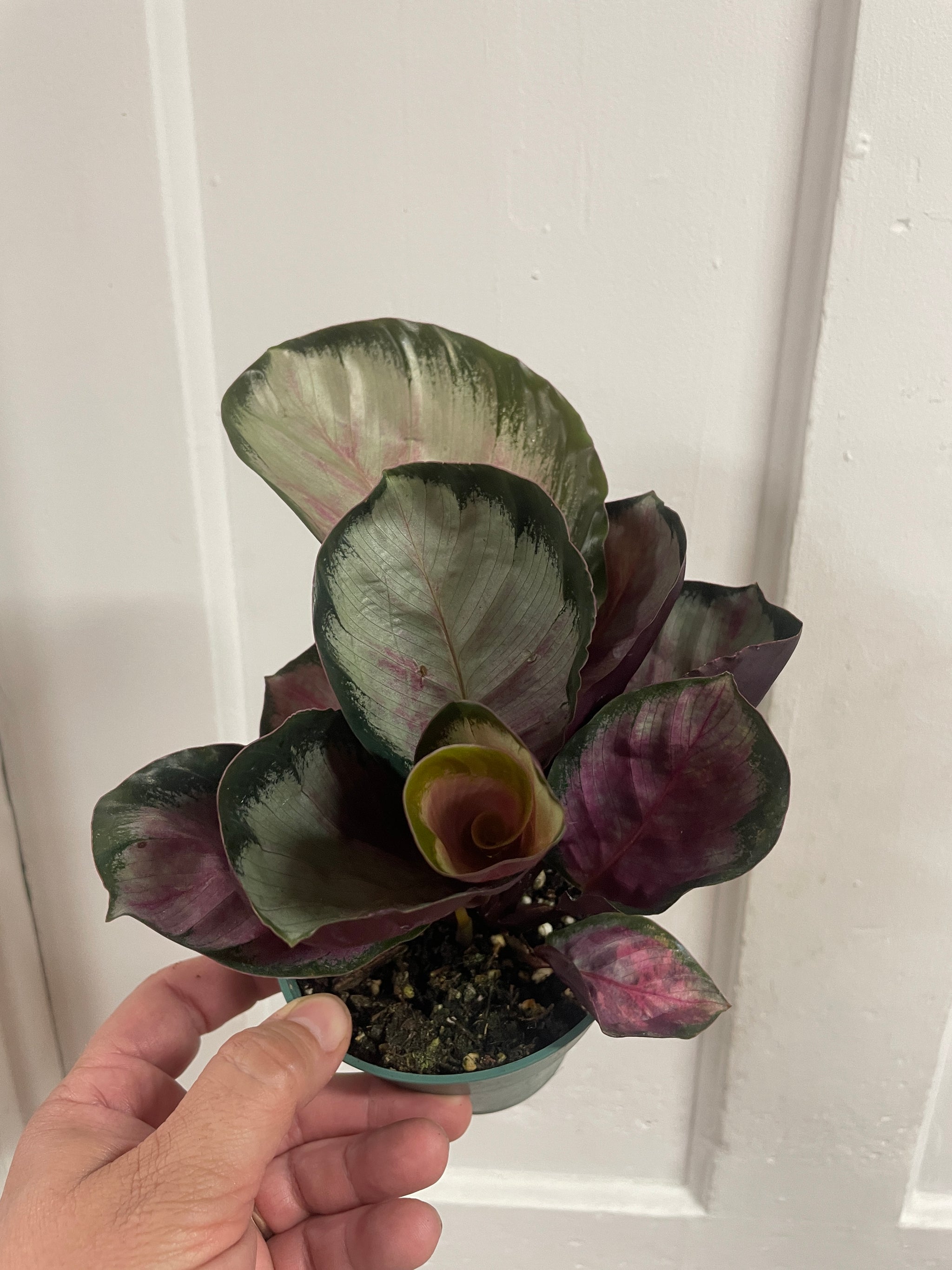 Calathea Medallion