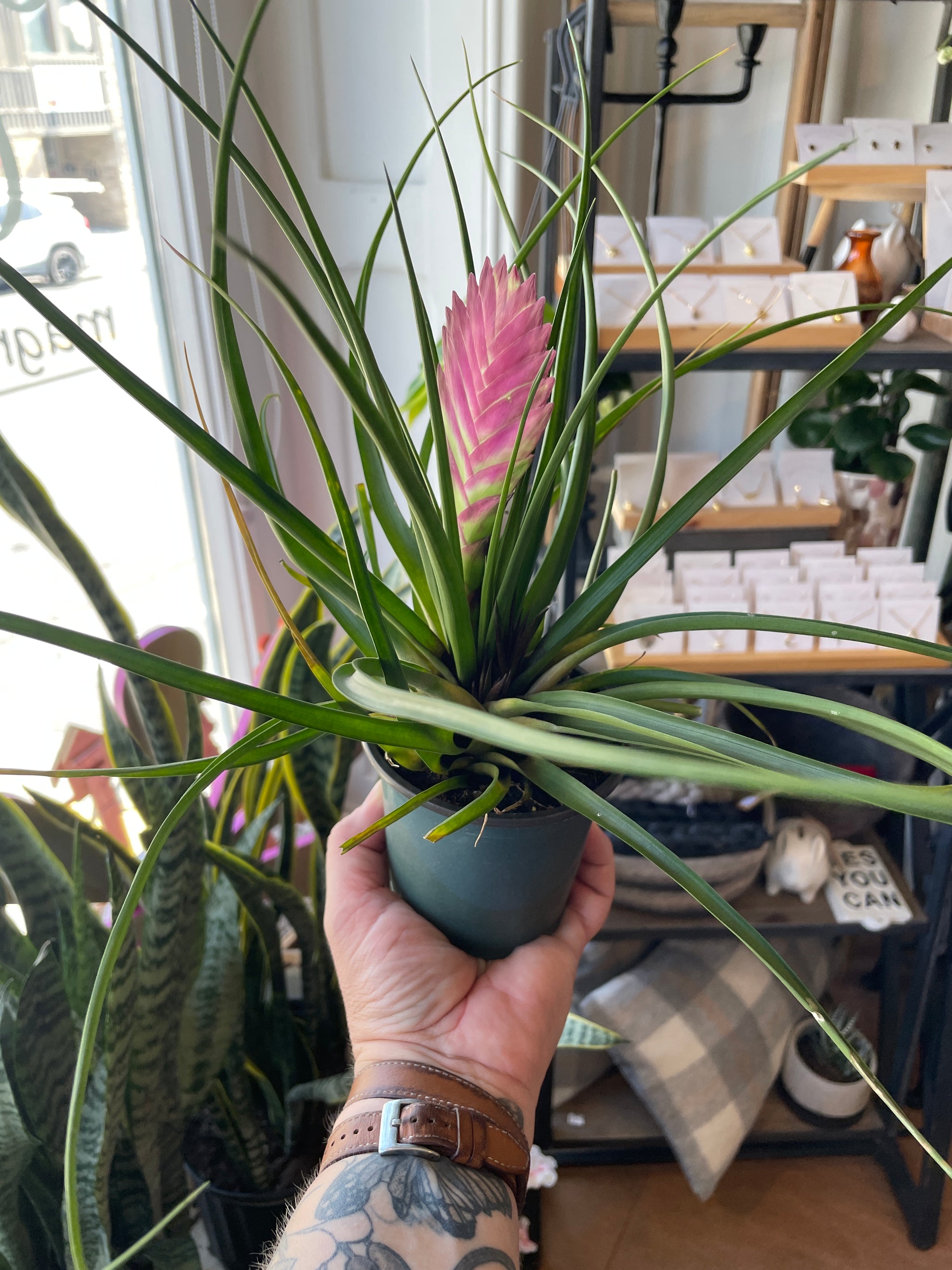 Bromeliad Tillansdia