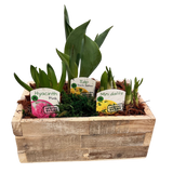 Spring Bulb Planter  - Wooden Crate