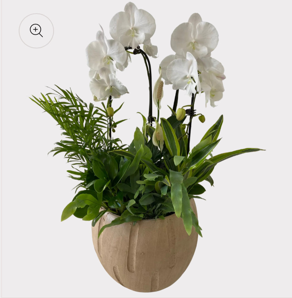 Magnificent Orchid Planter