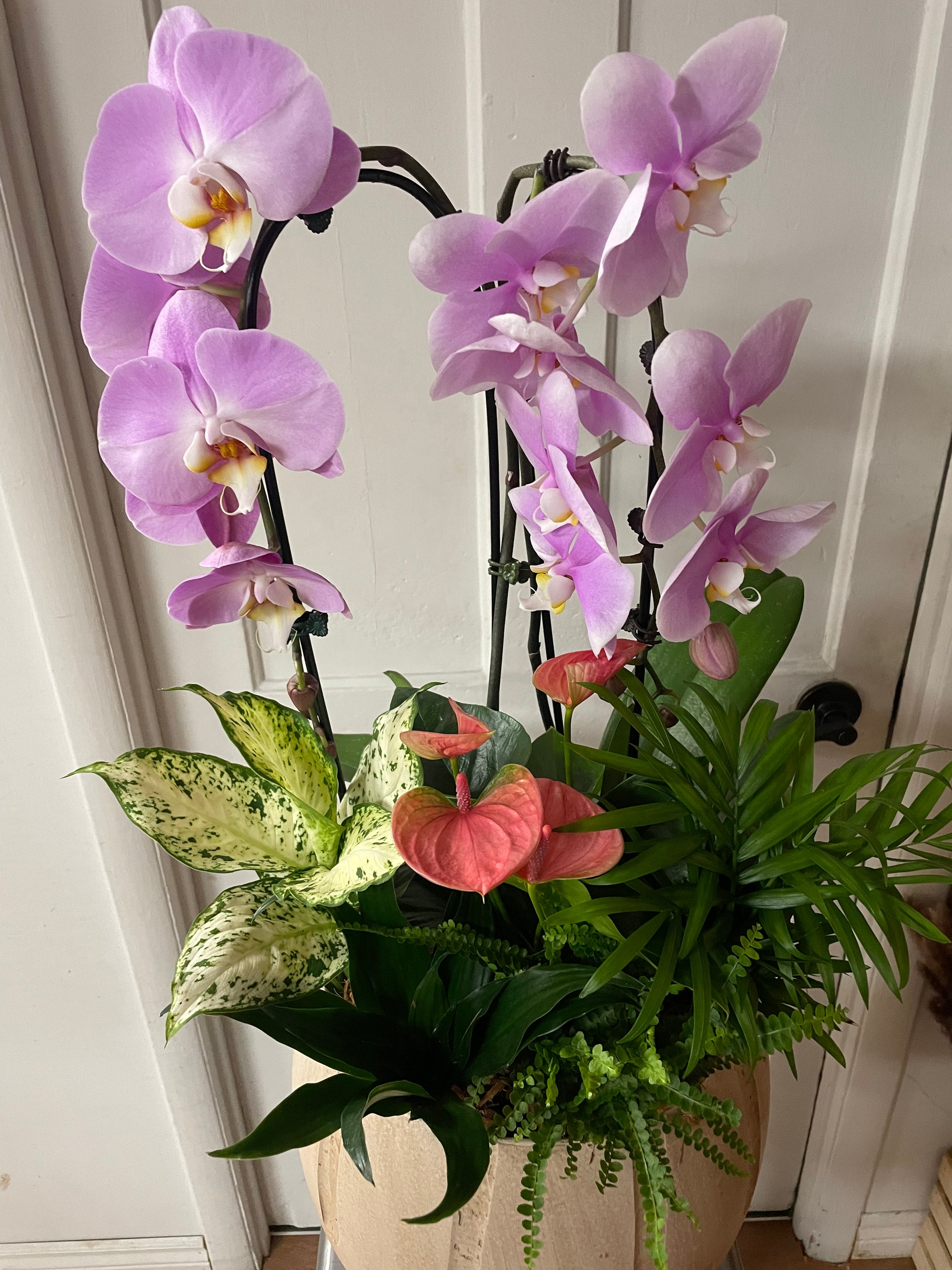 Magnificent Orchid Planter