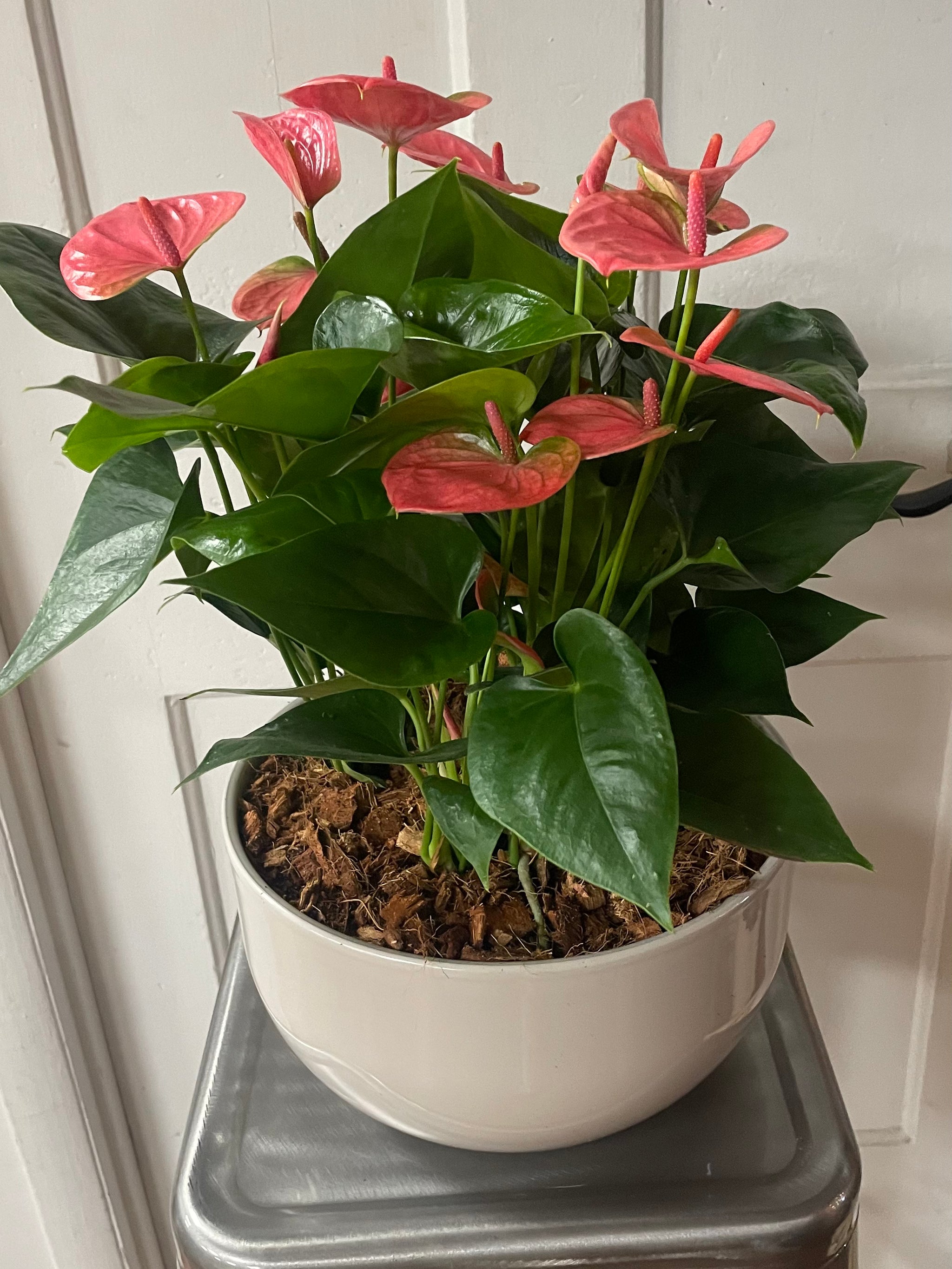 Anthurium Flowering in 10’’ Ceramic Pot