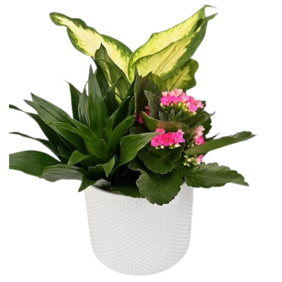 Dottie tropical planter- Large