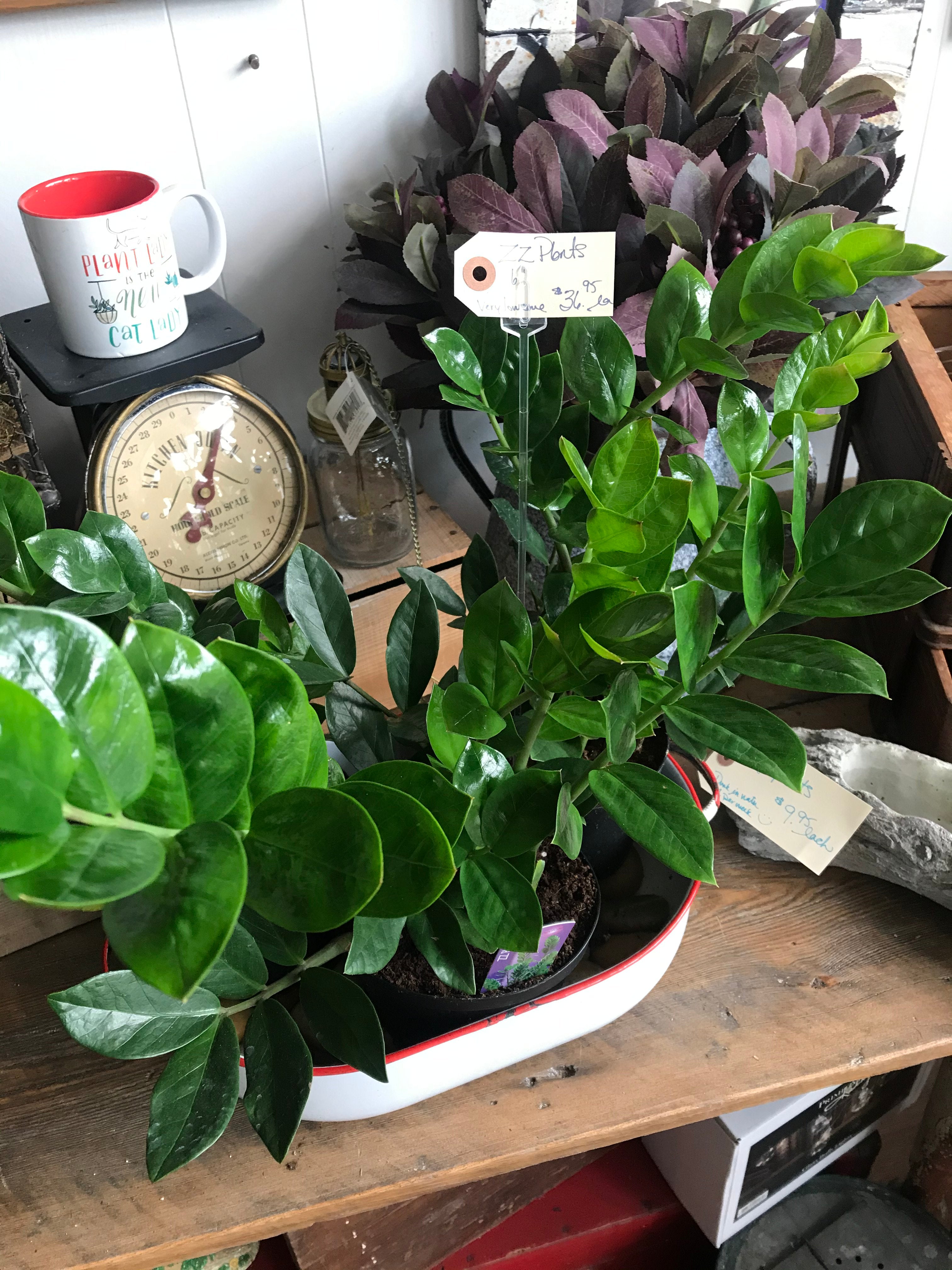 ZZ Plants - Magnolia Flowers