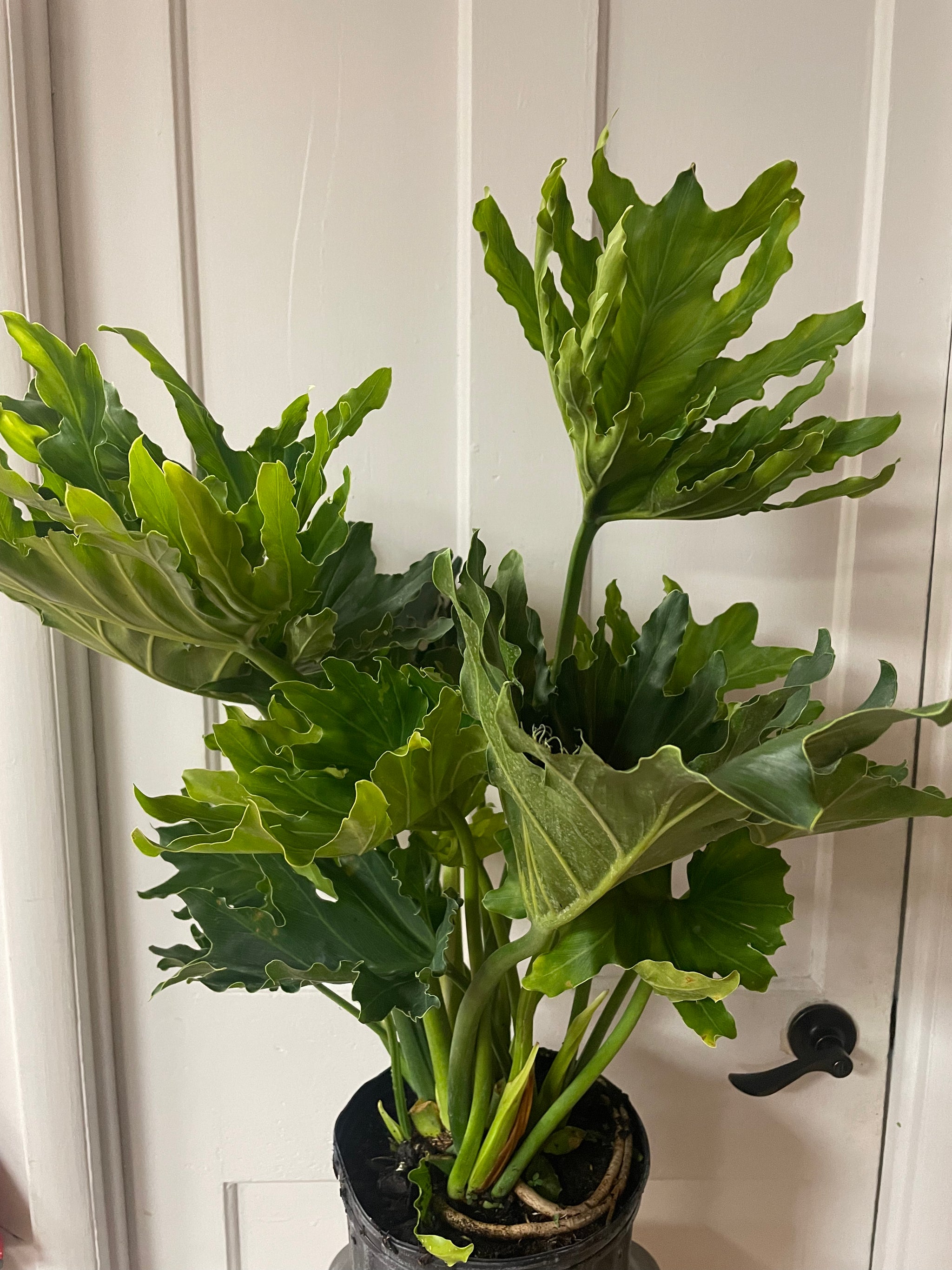 philodendron hope soil Philodendron Hope Selloum
