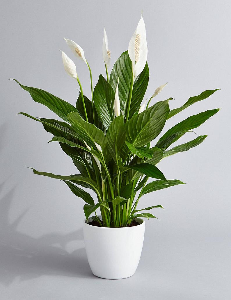 peace lily toronto Peace Lily