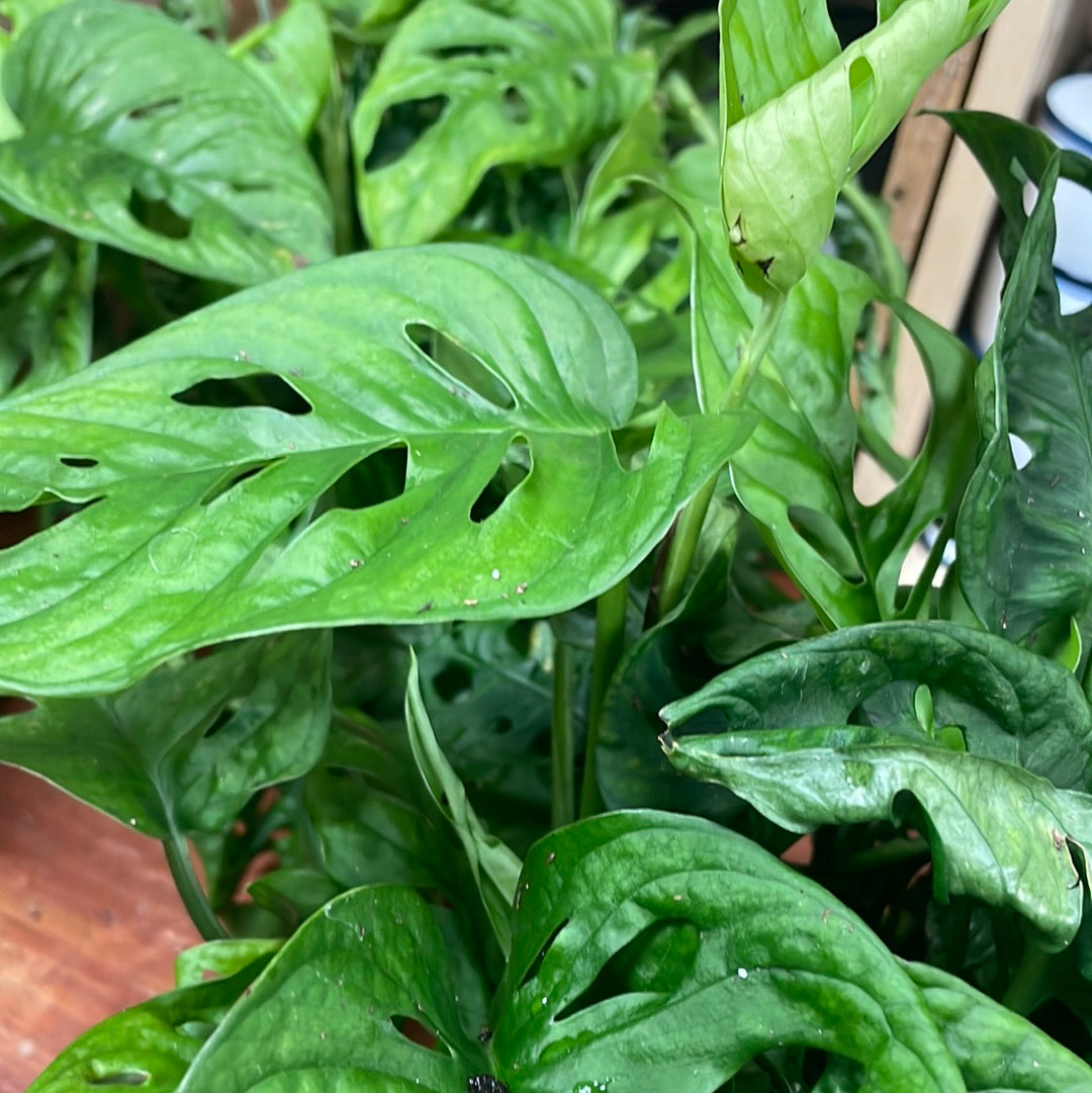 Philodendron Swiss Cheese