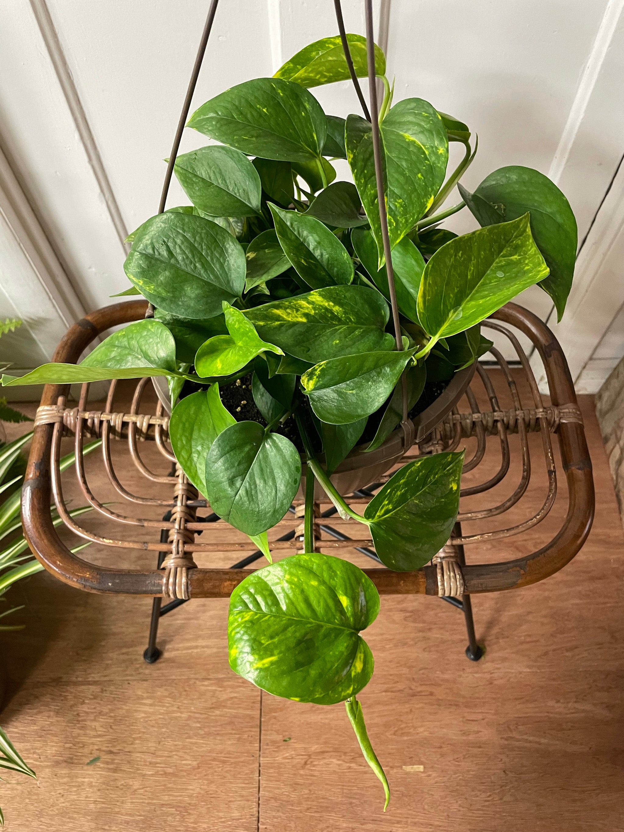 can pothos tolerate low light Pothos