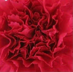 Fresh Carnations - Wrapped