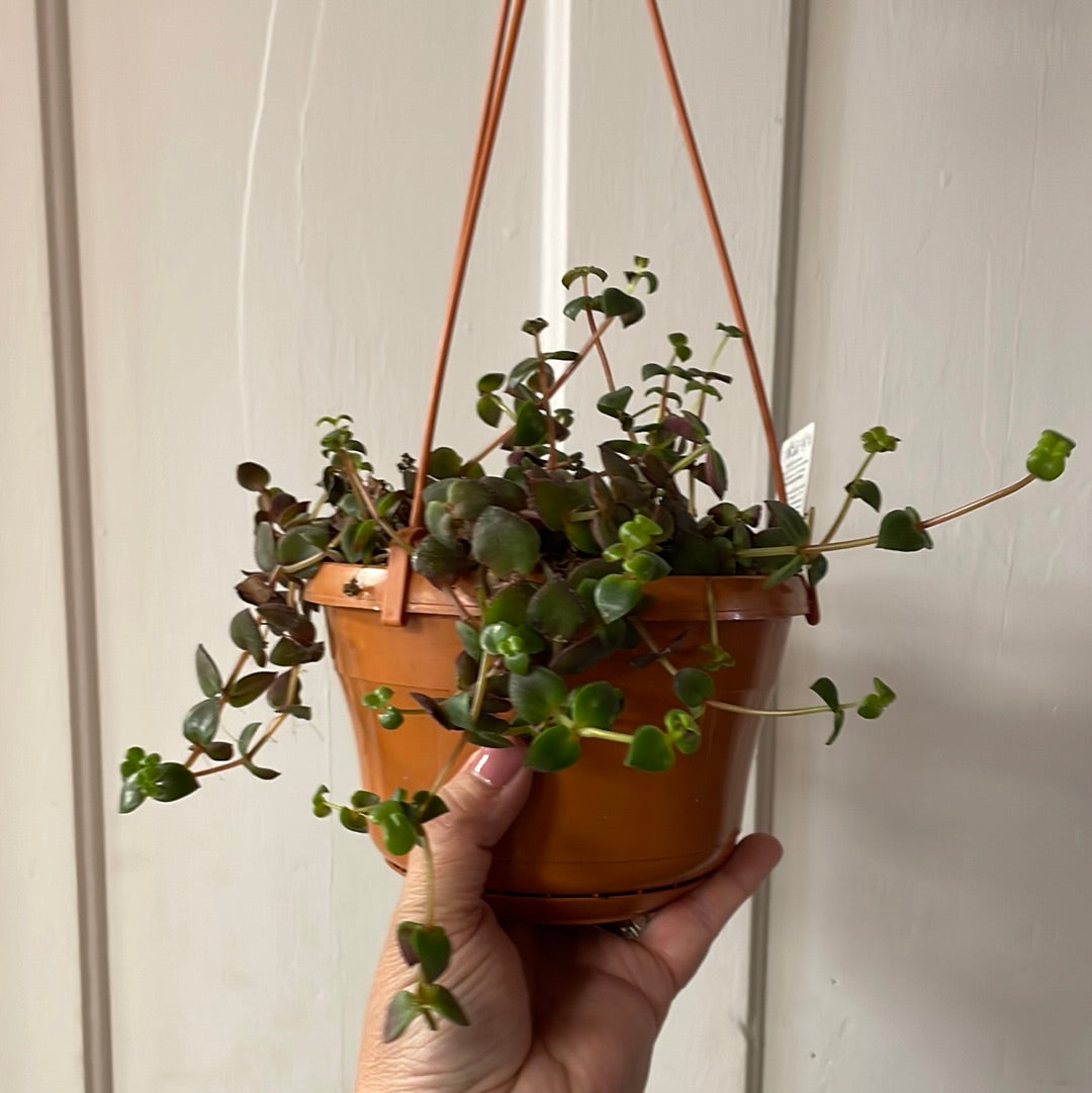 6” Hanging Basket succulent
