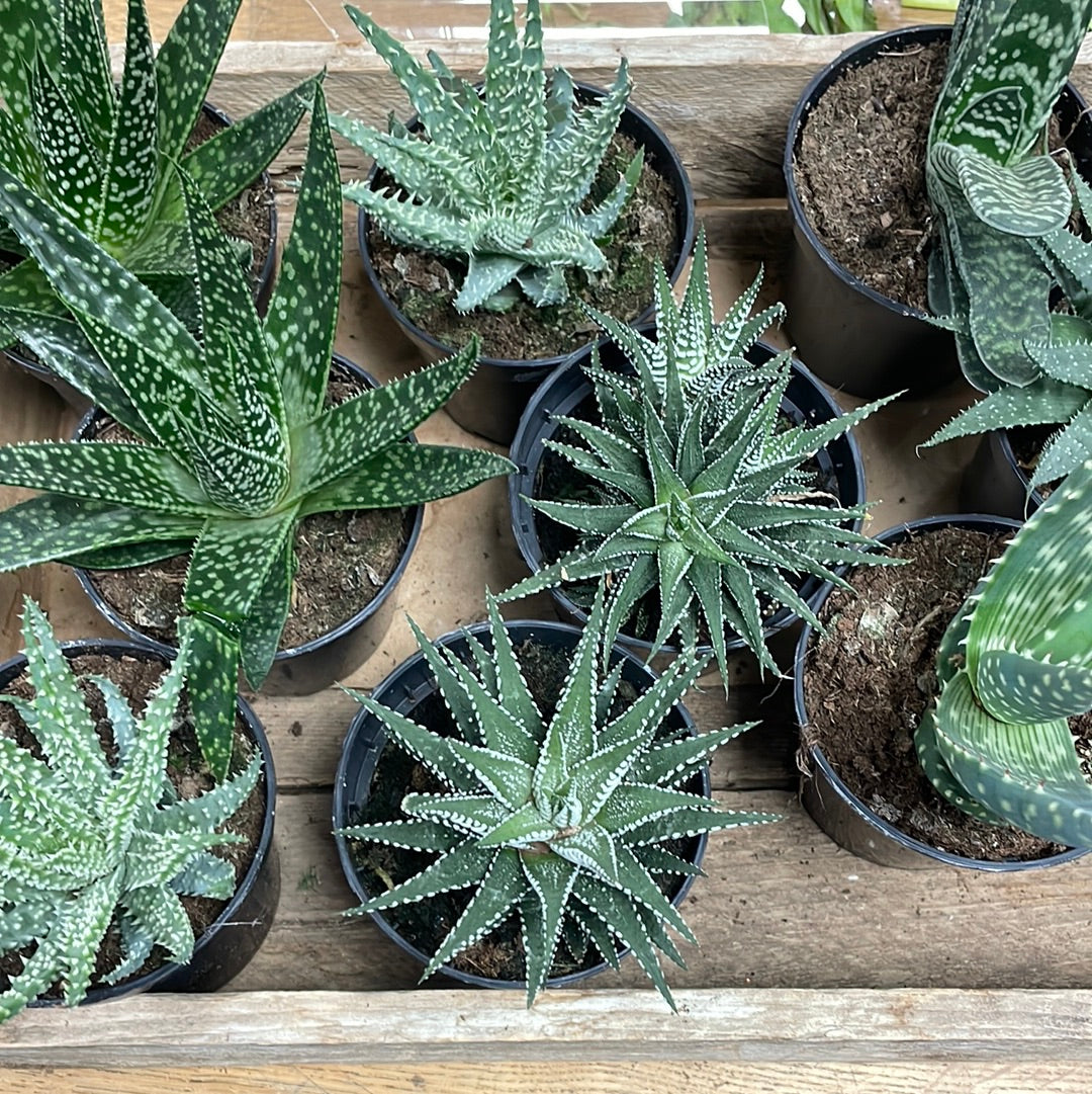 Assorted 4” Succulents