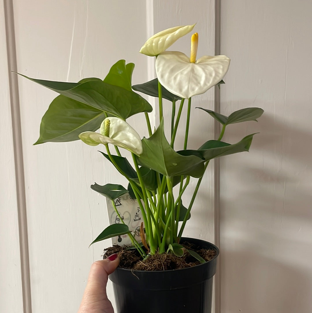 Anthurium 6” plant