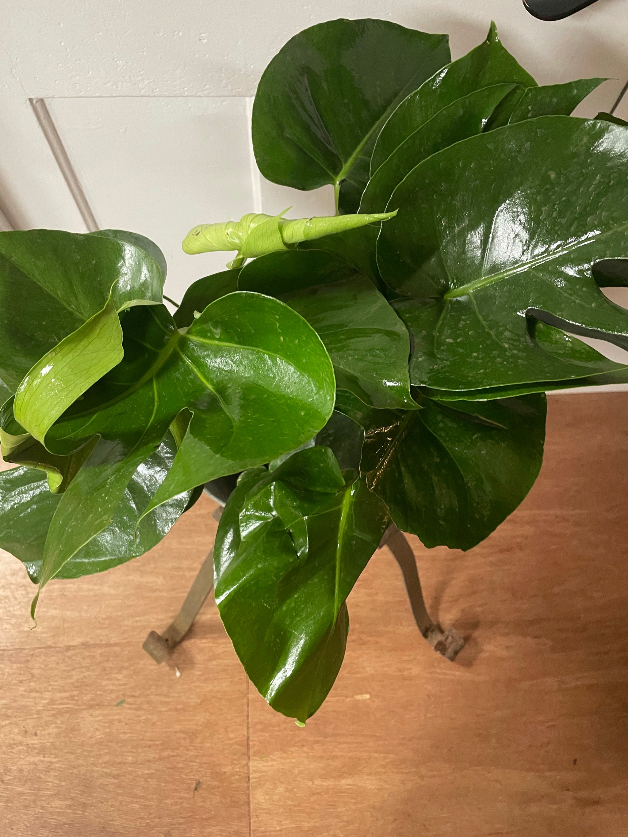 Split Leaf Monstera (10” pot)