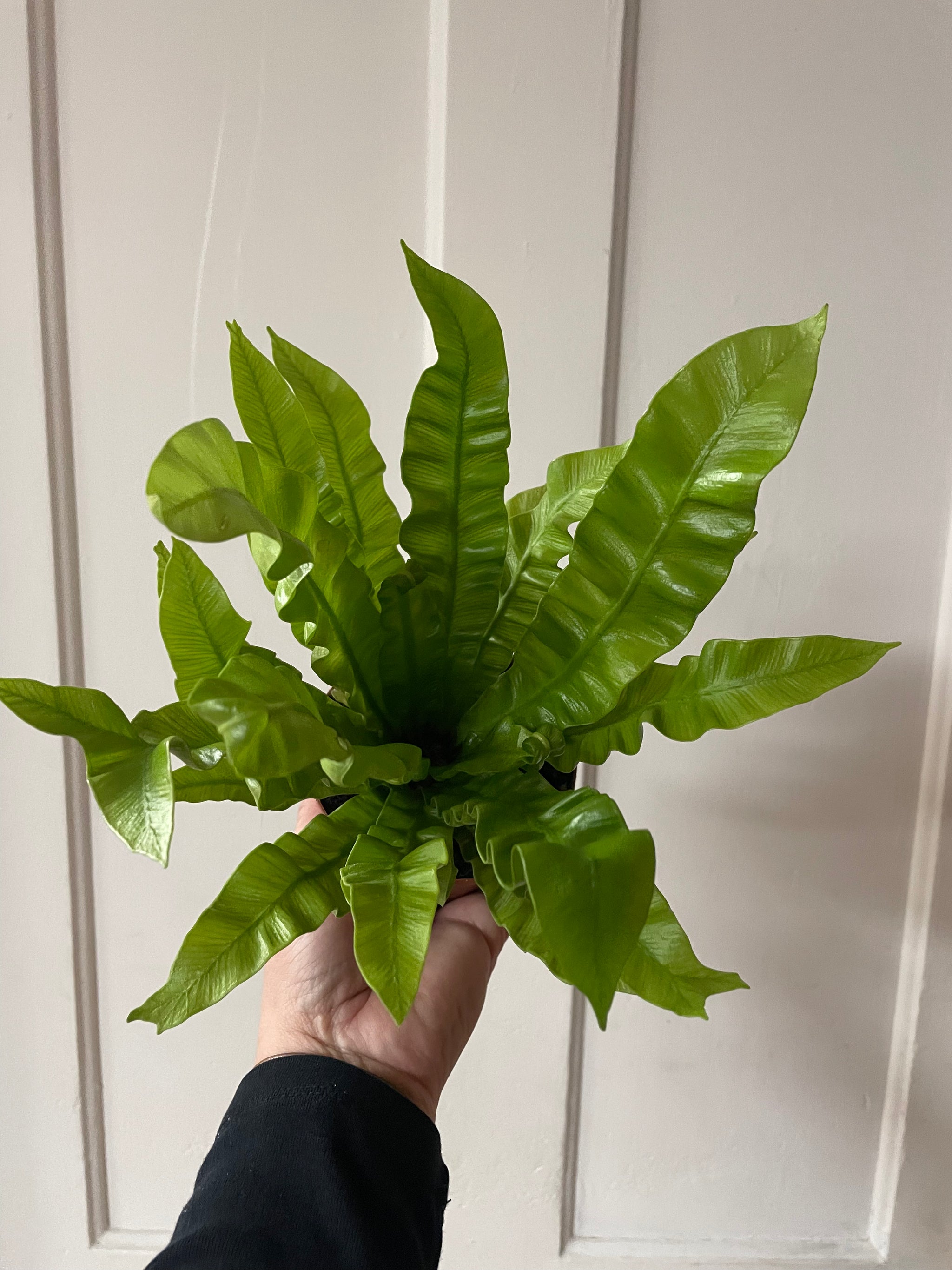 Crispy Wave Fern 4”