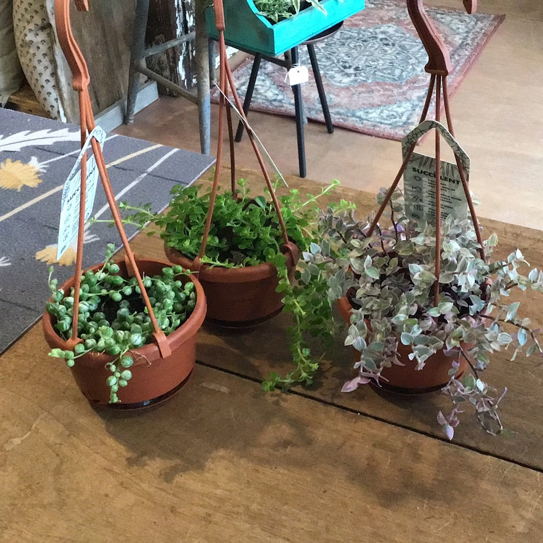 4” Plant Hanging Basket - Various