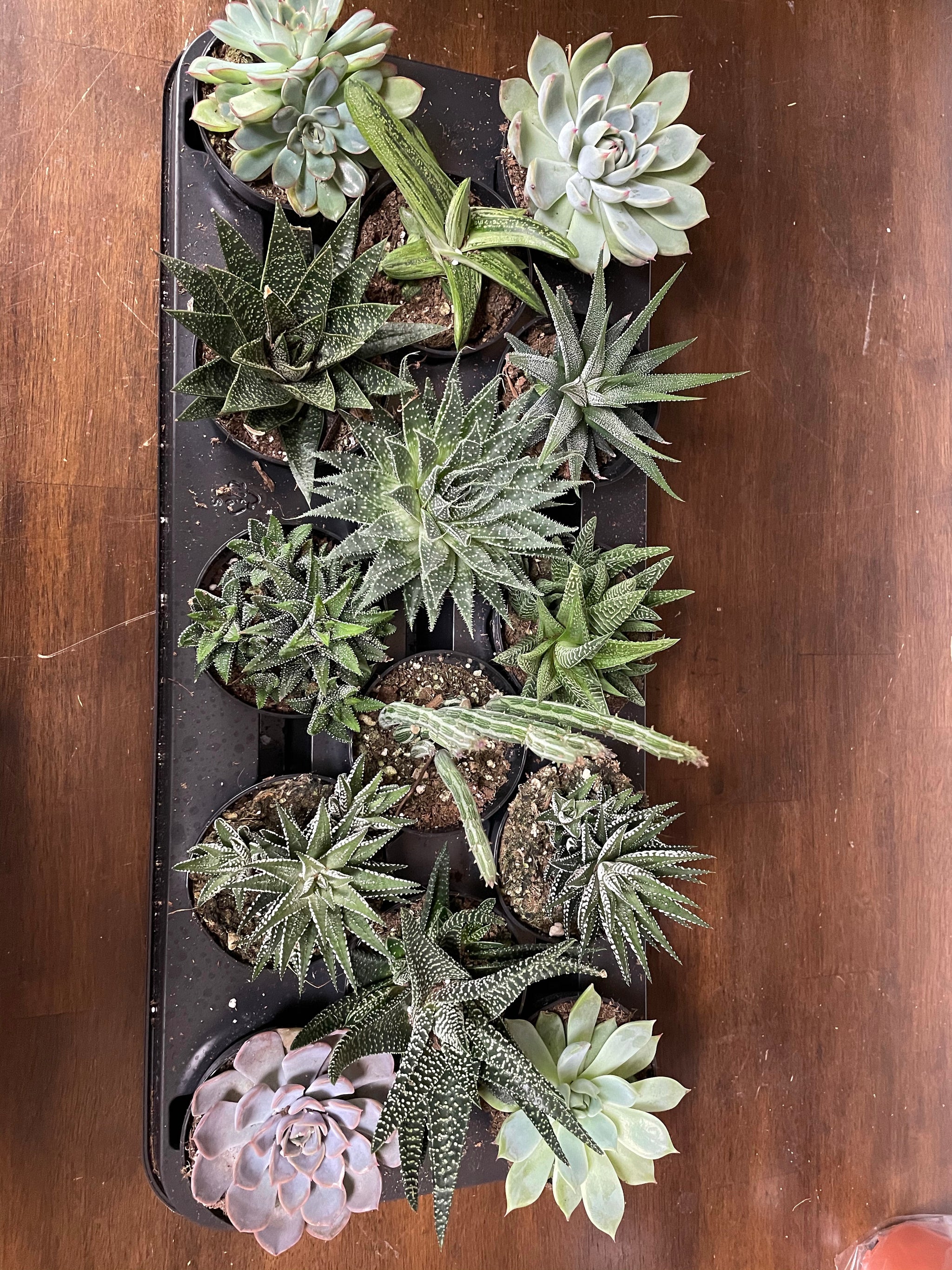 Assorted 4” Succulents