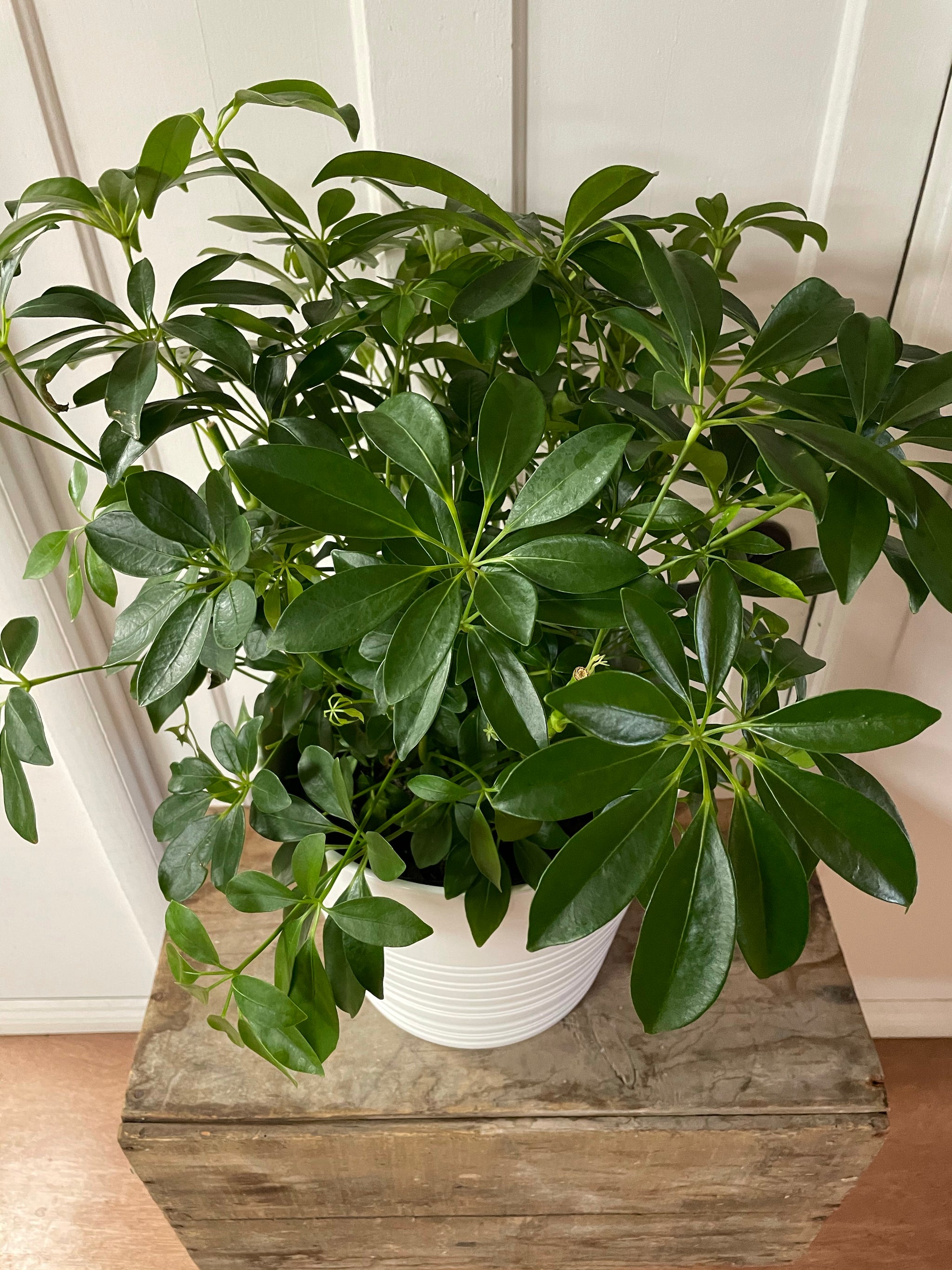 Schefflera - Umbrella Plant
