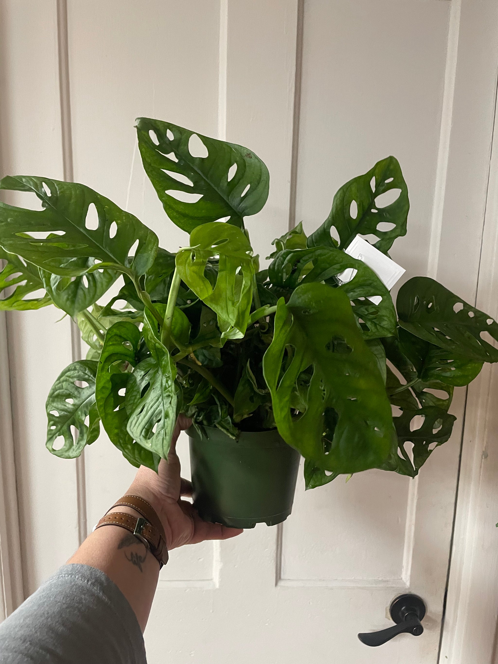 Philodendron Swiss Cheese