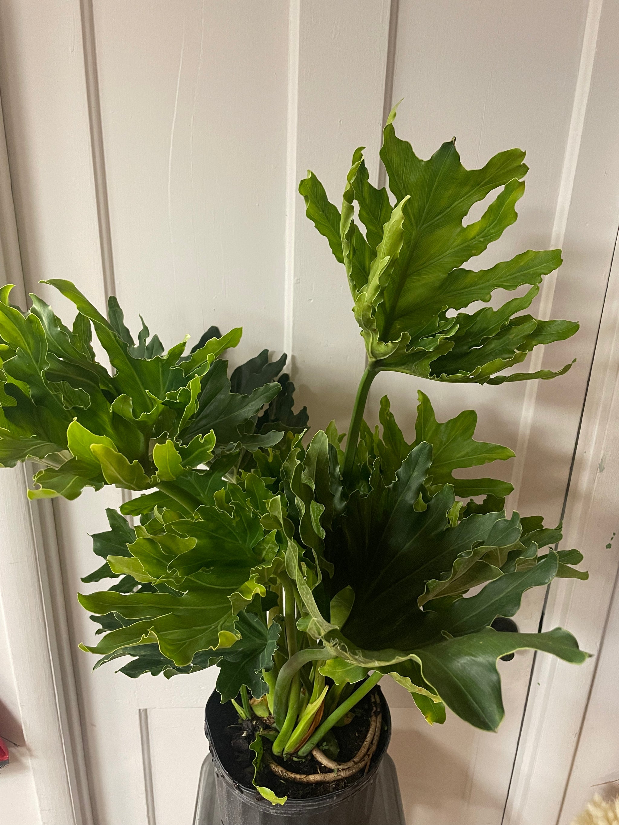 philodendron hope houseplant Philodendron Hope Selloum