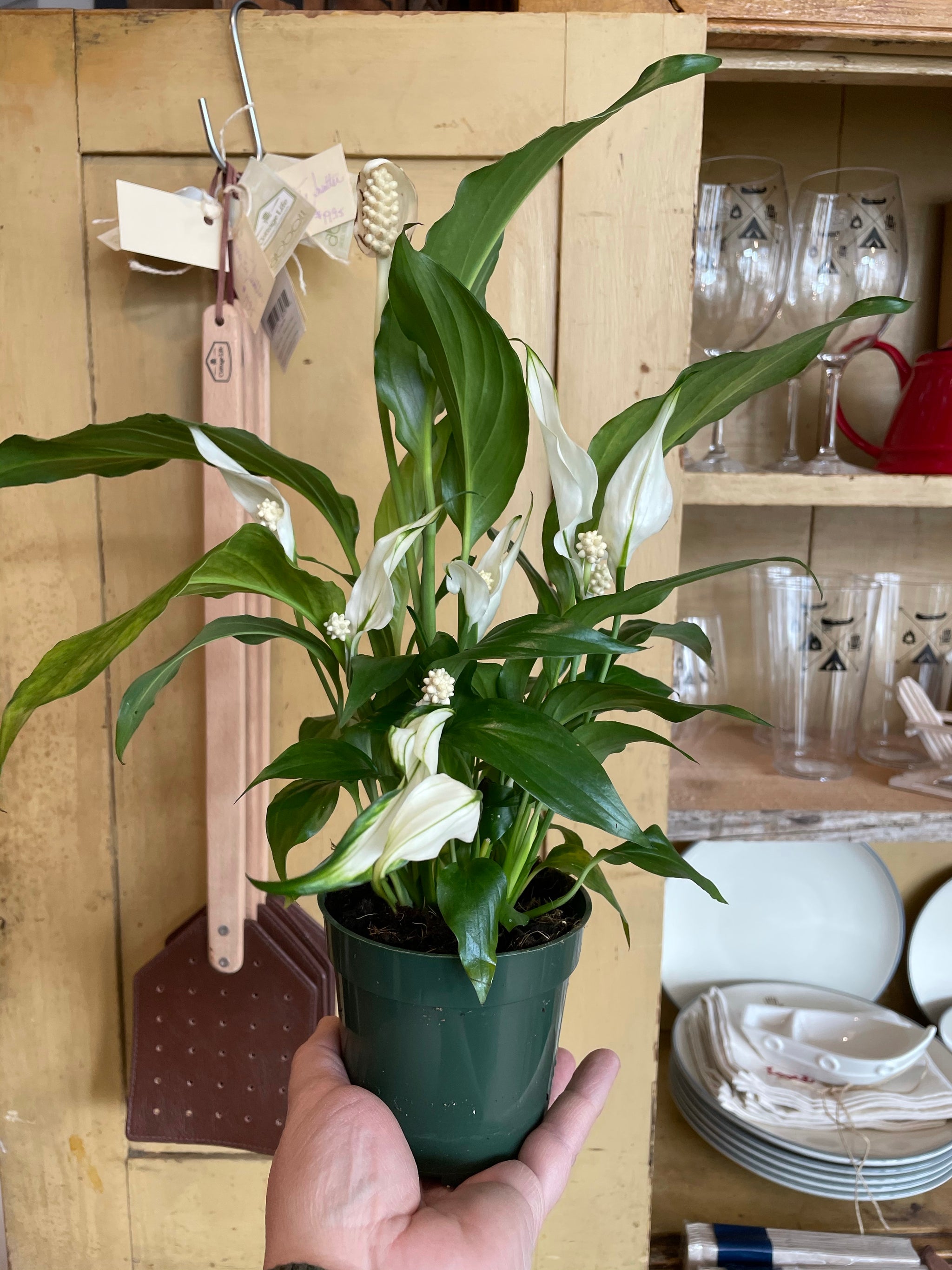 peace lily toronto Peace Lily
